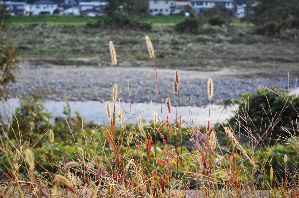 秋の川原