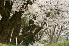 Old trees