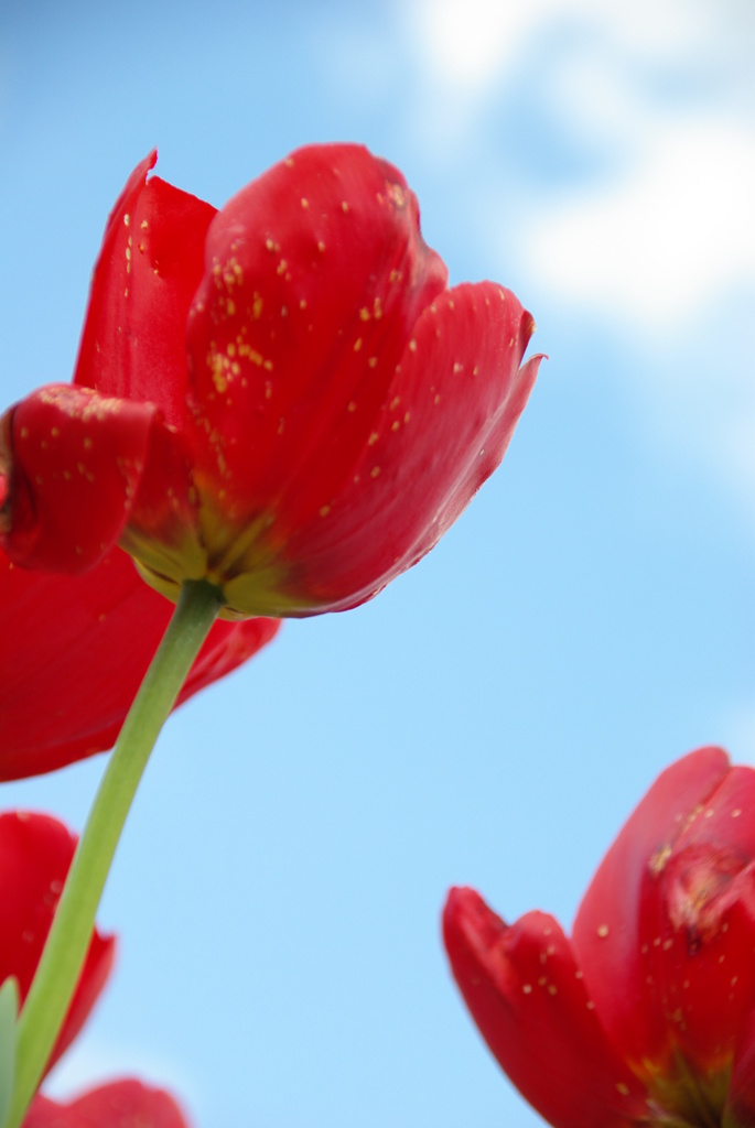 赤チューリップ