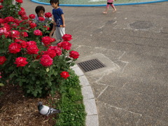 鳩と親子と薔薇
