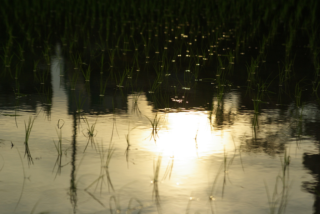 水田