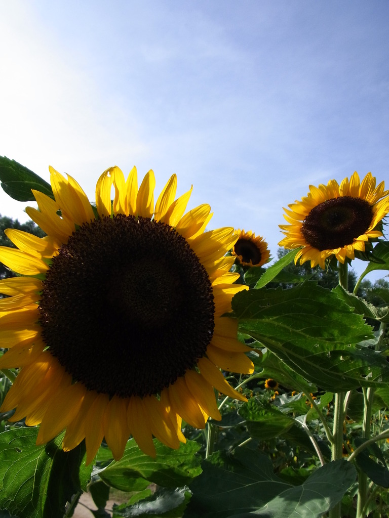 ひまわりフェスタ