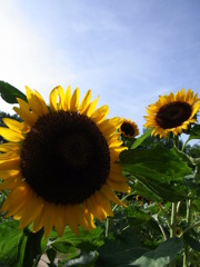 ひまわりフェスタ