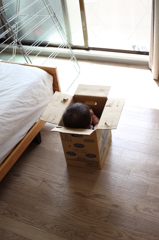 うちの箱入息子