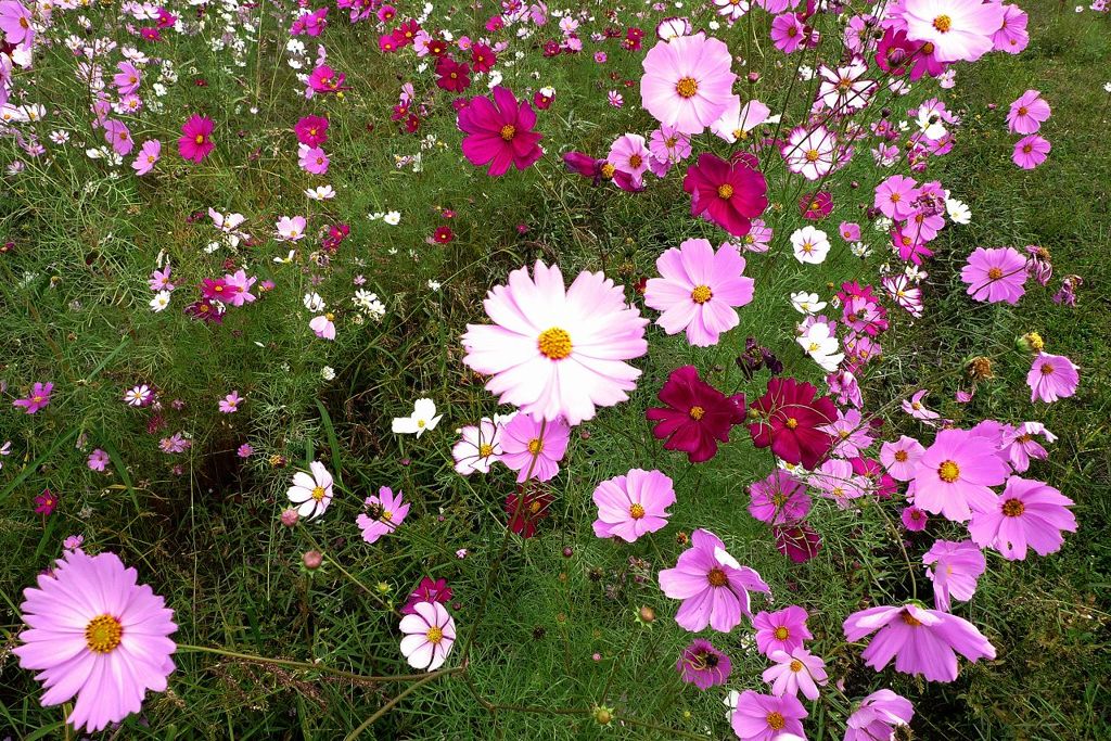 コスモス畑