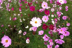 コスモス畑