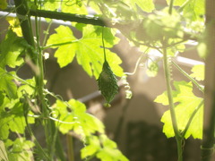 大きくなれよ！！