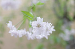 葉桜