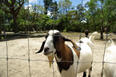 なんかちょうだい