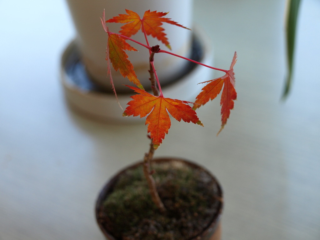 プチ紅葉