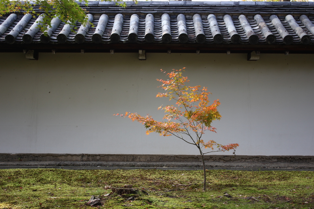 一本