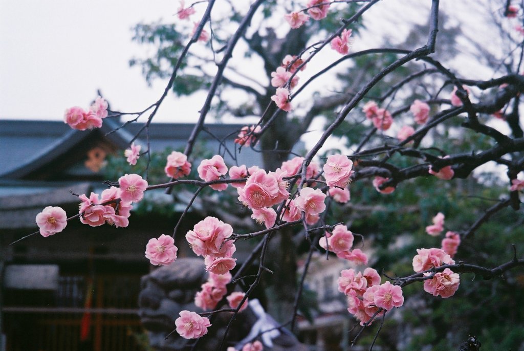 近所の梅の花