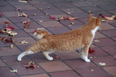 ⑤さらにのびる