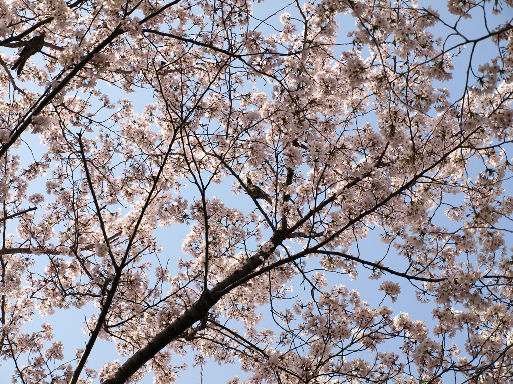 桜の屋根