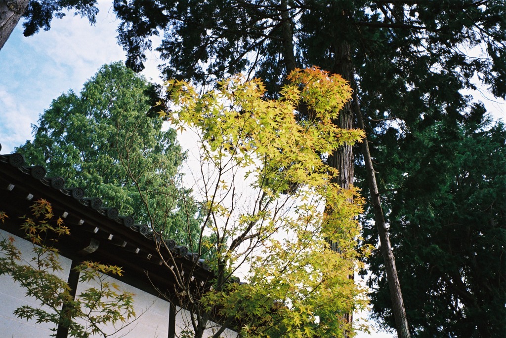 葉っぱの変化