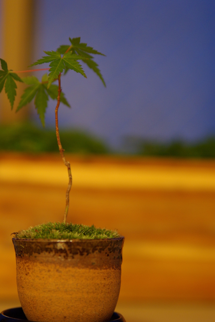 日暮れのもみじ盆栽