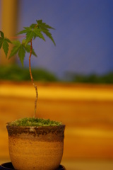 日暮れのもみじ盆栽