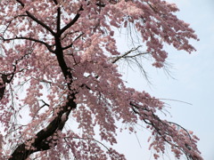 初桜
