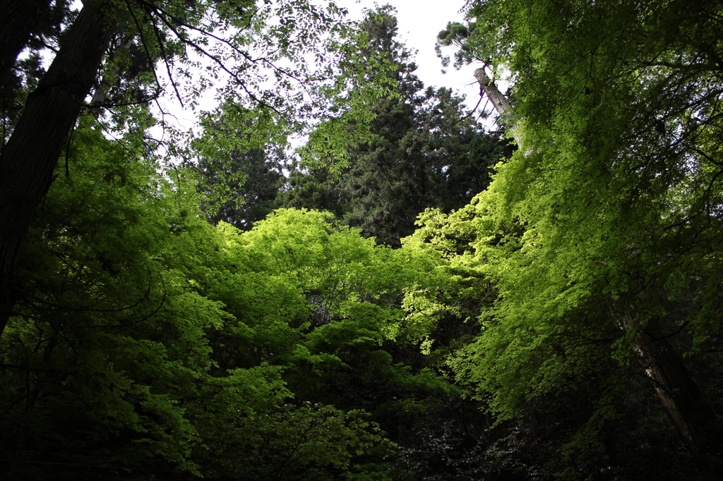 緑のグラデーション