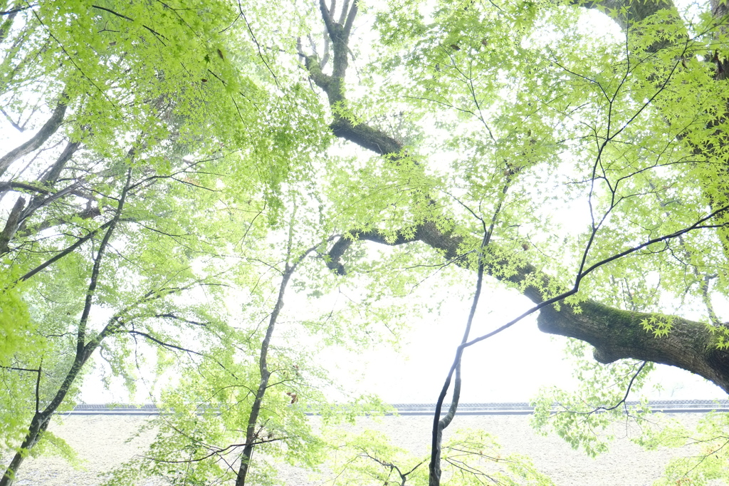 雨上がりの神社