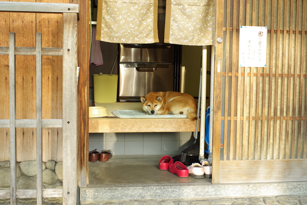料亭の柴犬