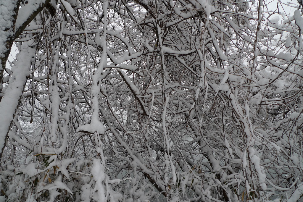 雪模様
