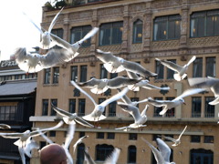 カモメの餌付け2