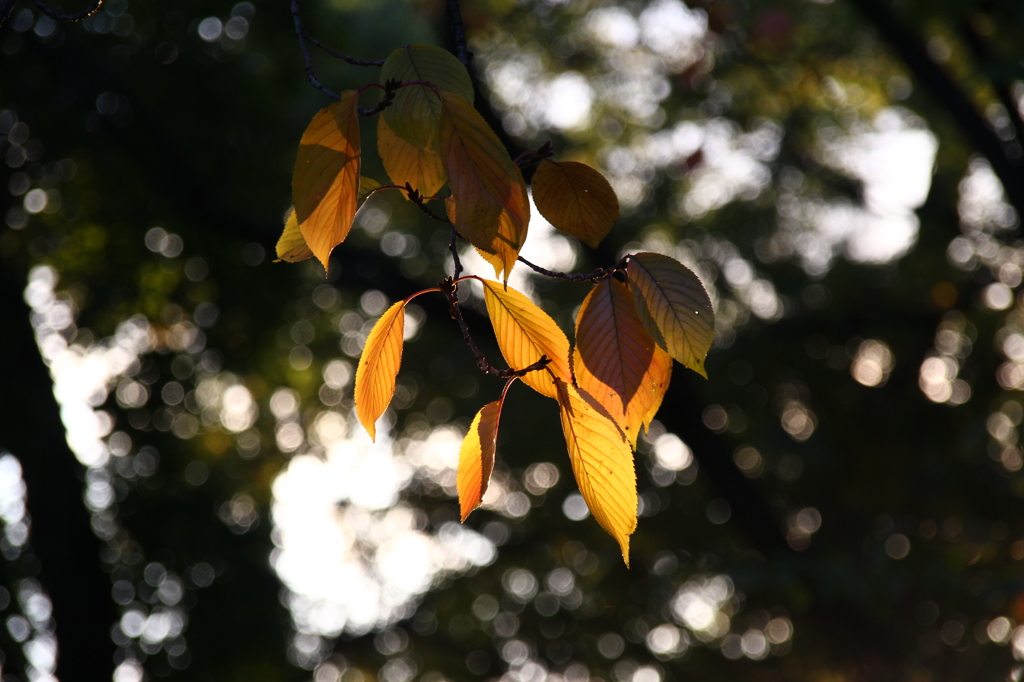 光と枯葉