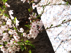 桜の幹から