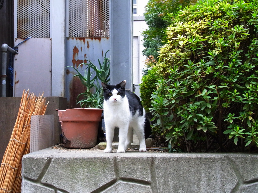 どうも