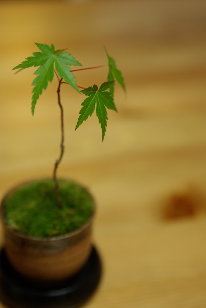 もみじ盆栽