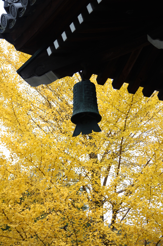風鈴とイチョウ