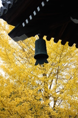 風鈴とイチョウ