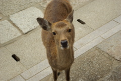 なんかちょうだい