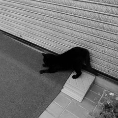 本能に負ける猫