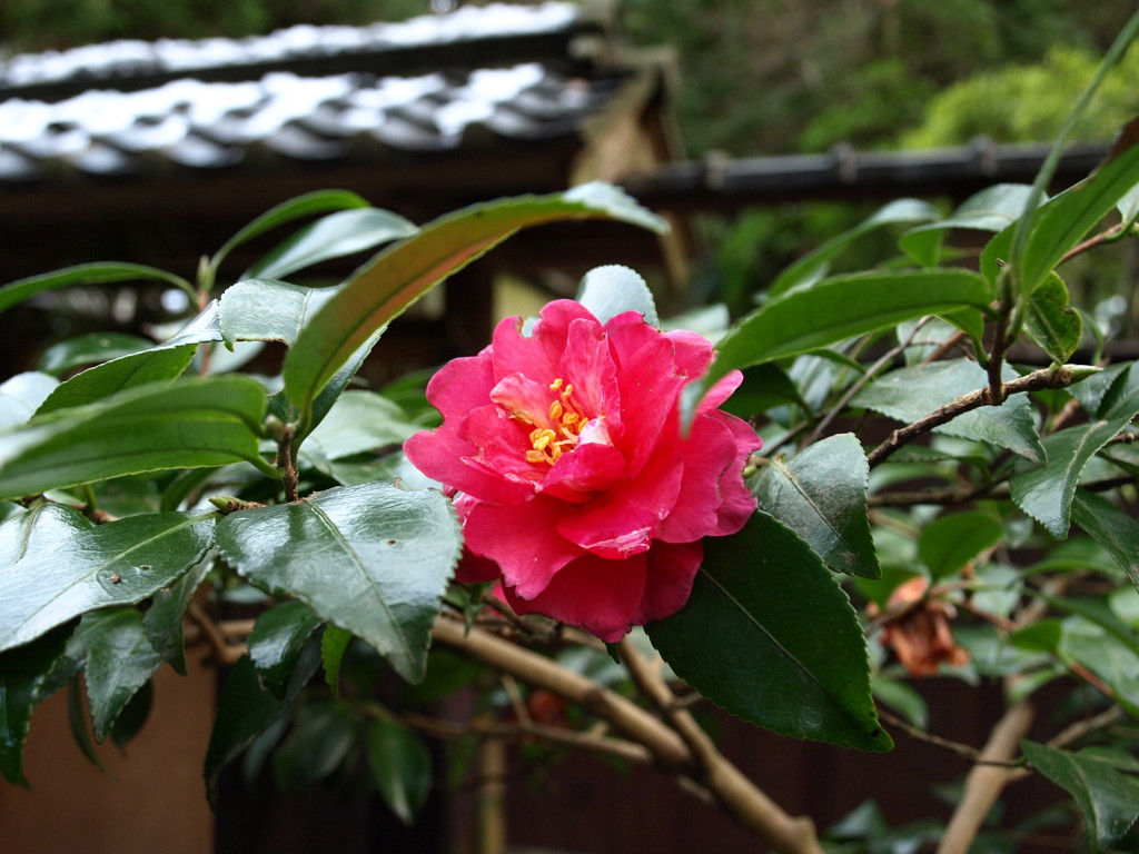 冬椿