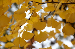 秋の黄色