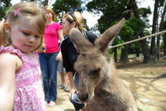 女の子とカンガルー