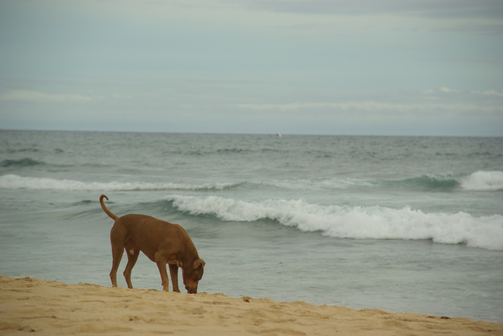 海と犬