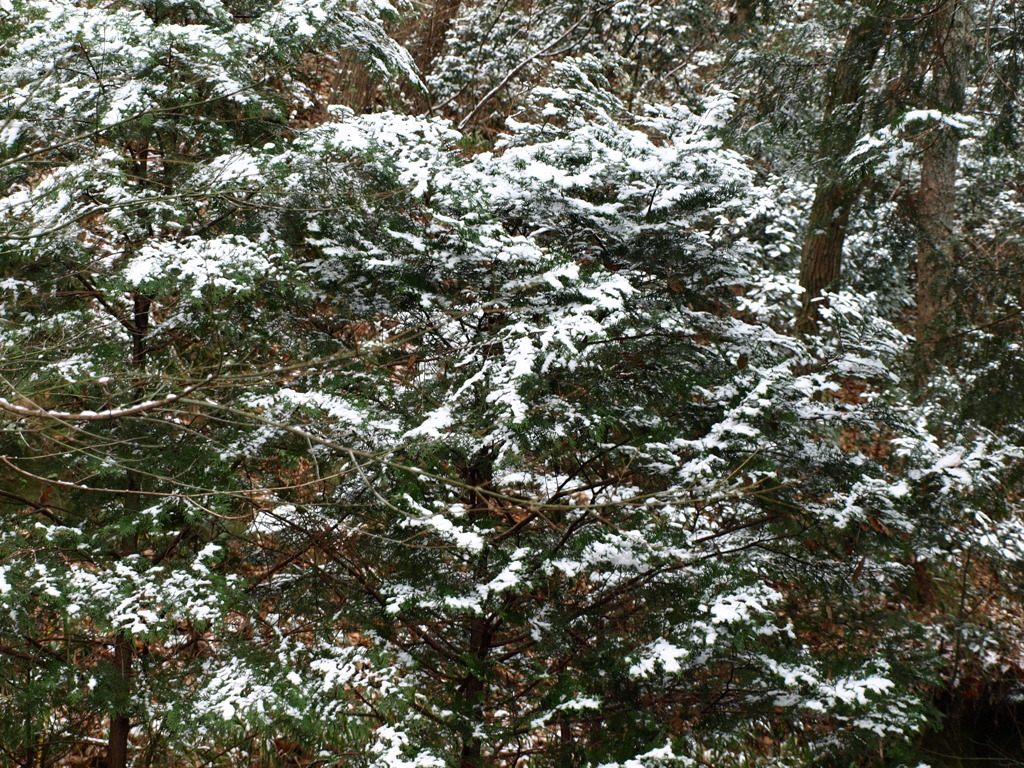 初雪3