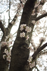 枝桜