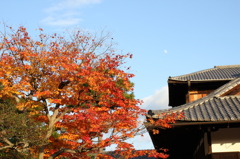 月と紅葉