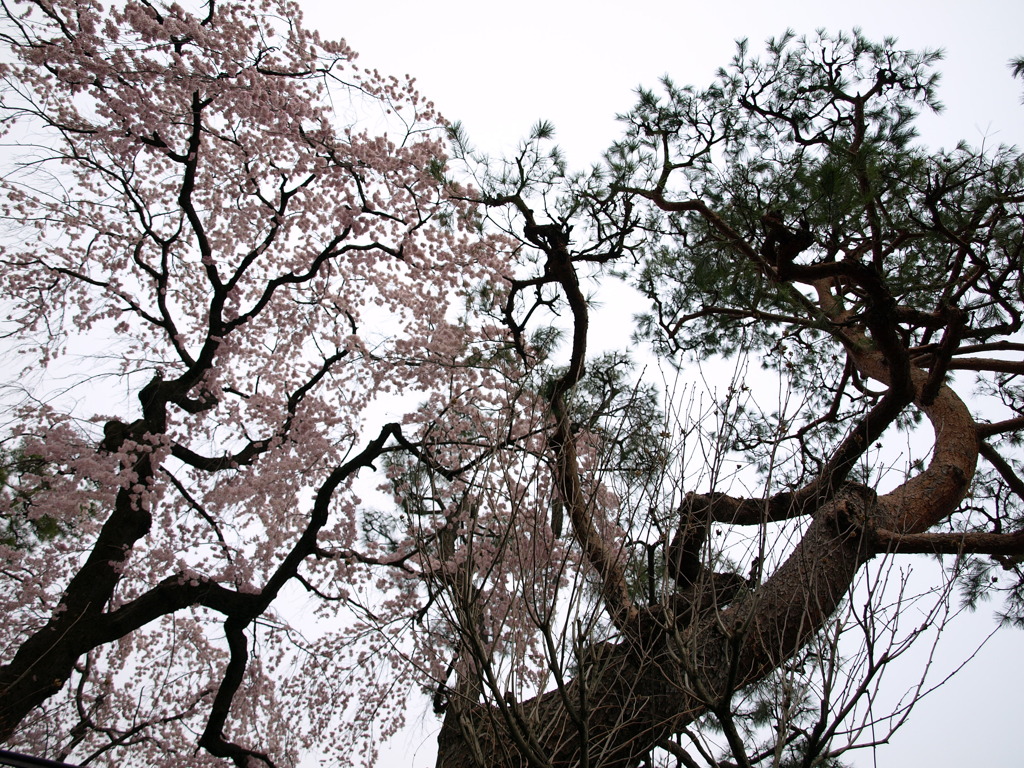 桜VS松