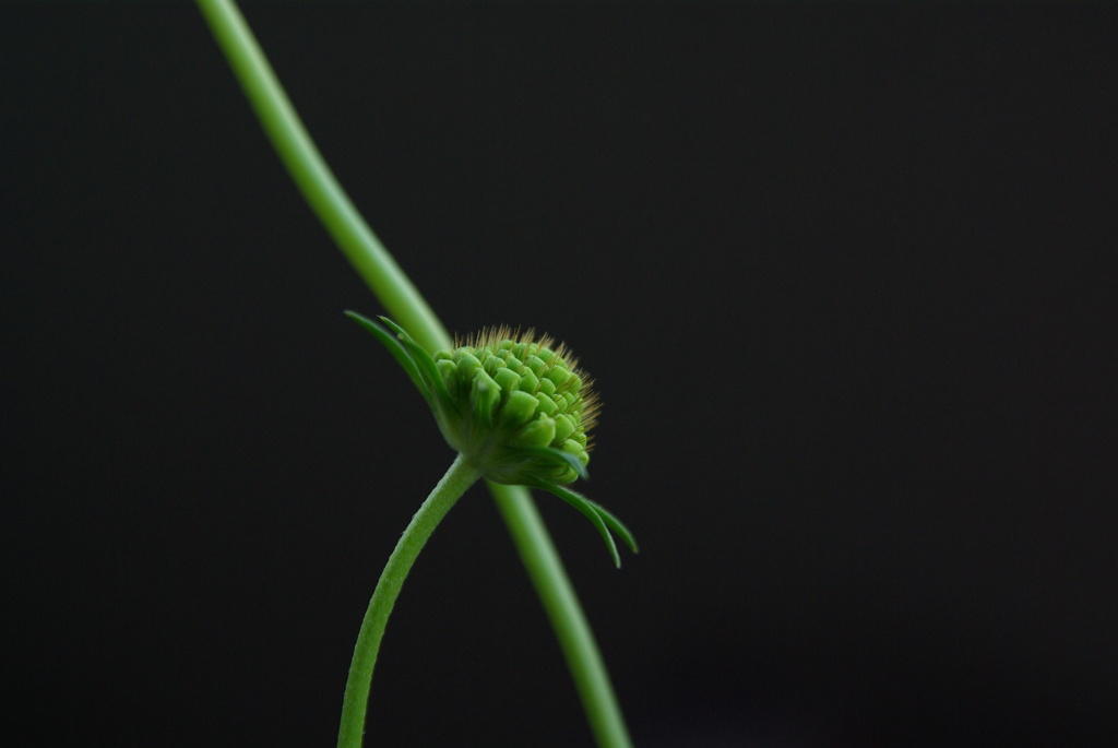 もうすぐ咲くのか？