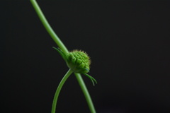 もうすぐ咲くのか？