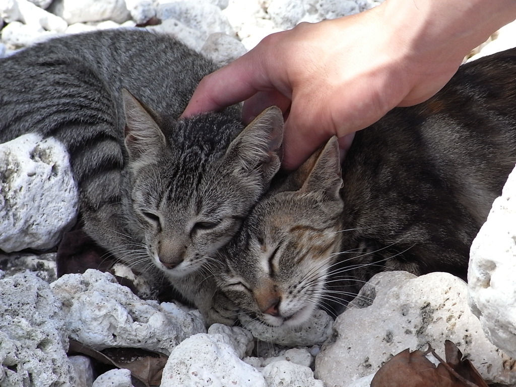 saipan cats