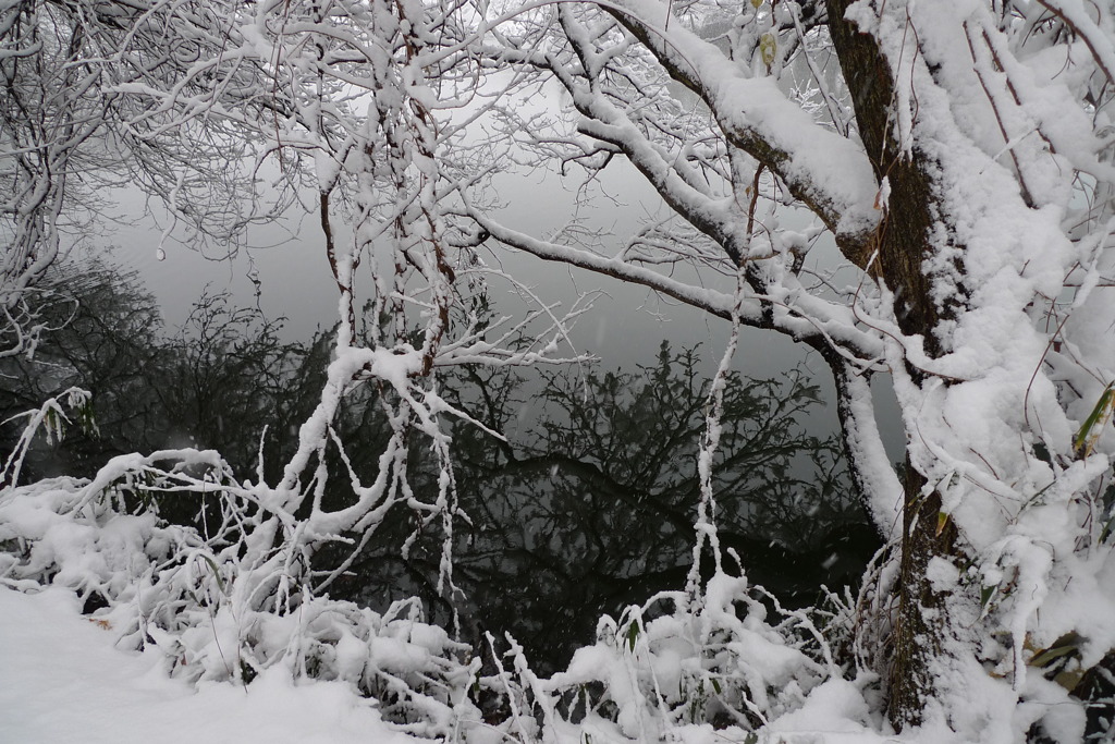 池と雪