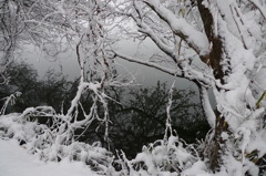 池と雪