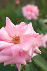 ピンクのバラ