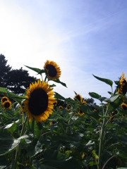 ひまわりフェスタ